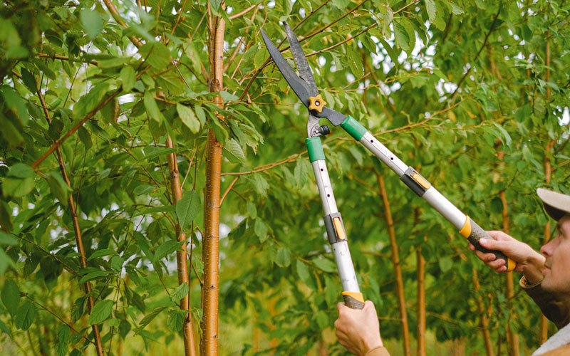 Tree trimming in Hingham, MT
