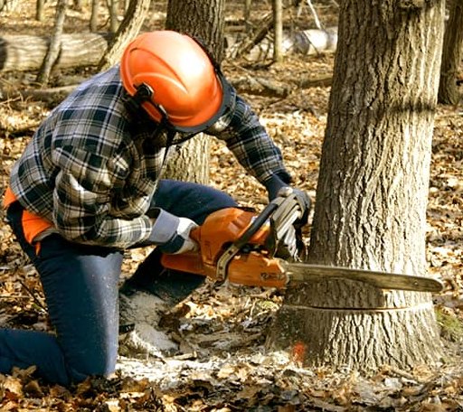 Tree Removal in Hingham, MT